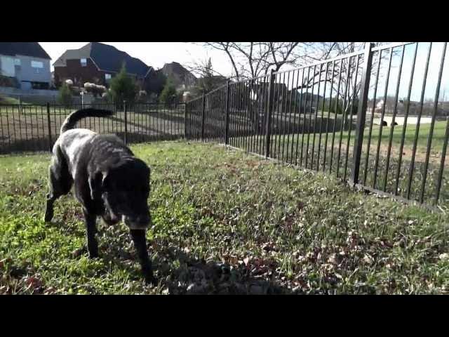 'Video thumbnail for Dog Outside Enjoying The Beautiful Fall Weather'