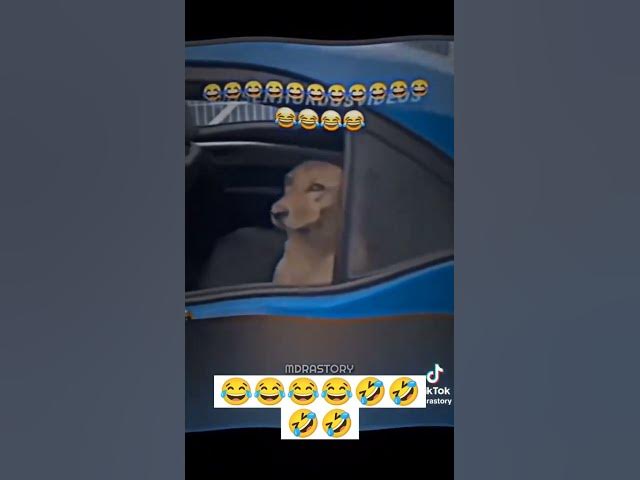 Video thumbnail for #shots #funny #comedy