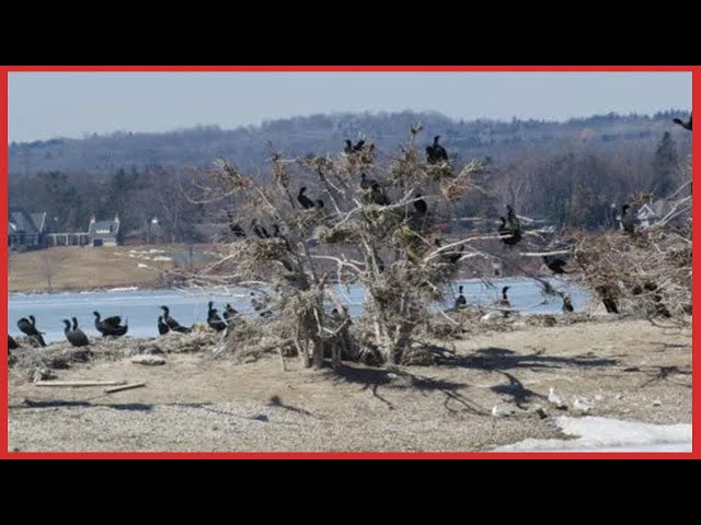 Video thumbnail for Ontario minister announces annual cormorant fall hunting season