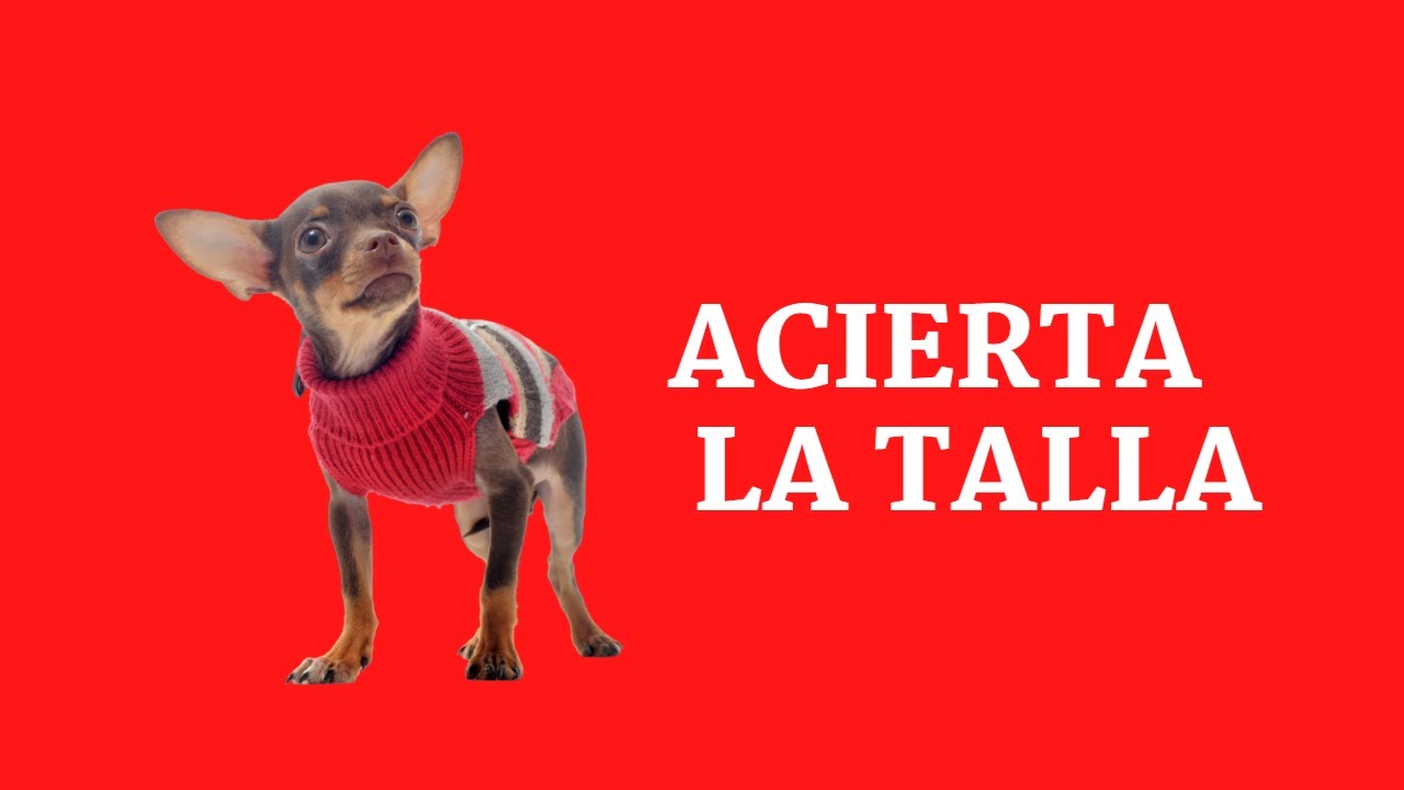 Video thumbnail for Cómo tomar medidas y acertar SIEMPRE con la talla de tu perro 🐕🐕