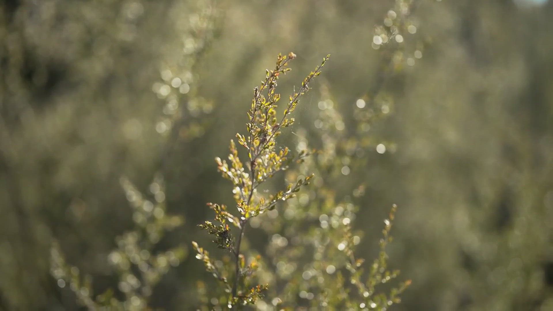 'Video thumbnail for How to Grow Bottlebrush Buckeye in Your Garden'