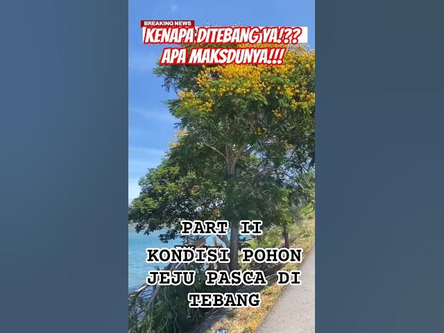 Video thumbnail for PART 2 - KONDISI "POHON JEJU" PASCA DITEBANG #pohonasan #pohonangsana #pohonjejuaceh #pohonacehviral
