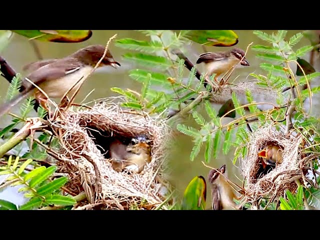 Video thumbnail for The nest cuckoo sparrow bird feed it in nest alot