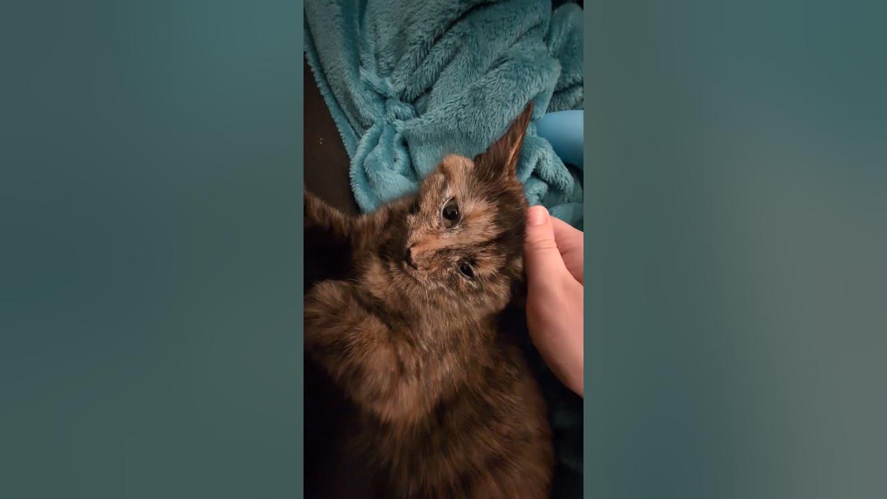 Video thumbnail for 🐈‍⬛Kitten Purring | Happy Soot