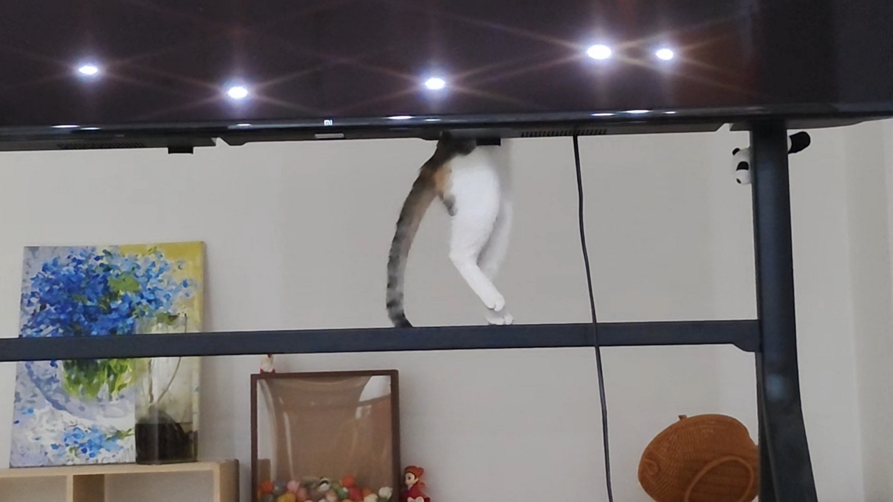 Video thumbnail for Cat’s Hilarious Rack Climb Fail in Guangdong