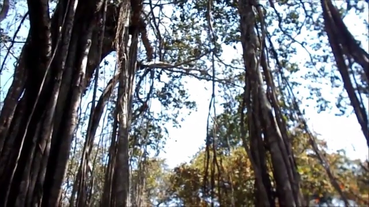 'Video thumbnail for BANYAN TREE./Indian banyan tree'