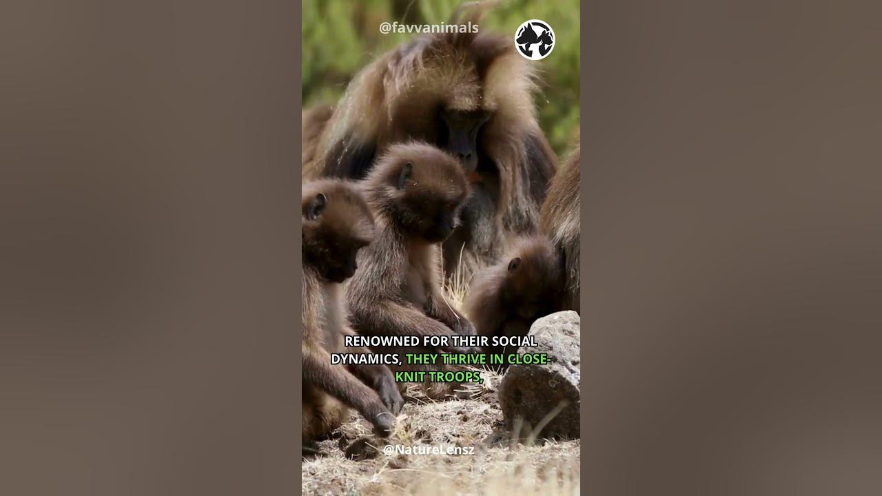 Video thumbnail for Primates Unleashed: Adventures with Baboon #shorts #baboon