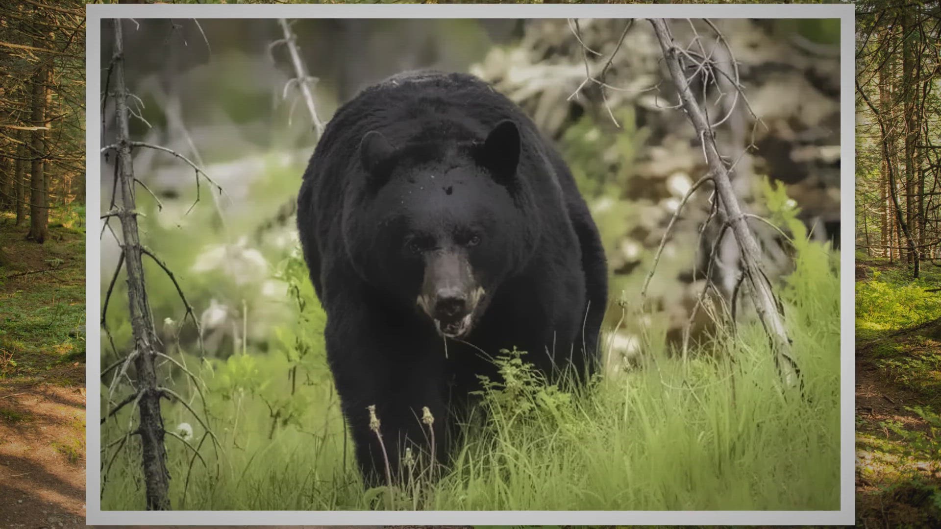 Video thumbnail for How Big Does a Black Bear Get? A Guide To Their Size