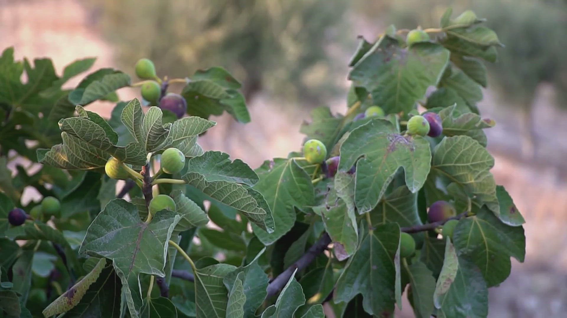 'Video thumbnail for How to Propagate a Fig Tree'