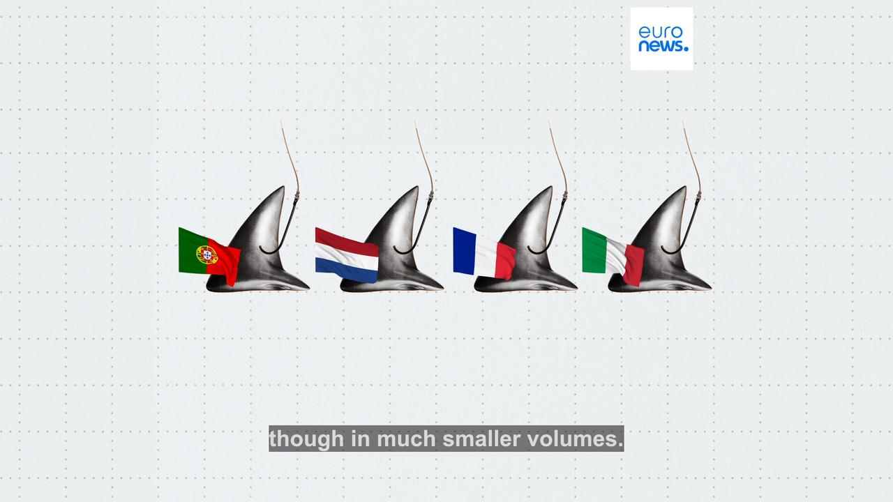 Video thumbnail for Shark fin trade declines in EU as Brussels mulls total ban