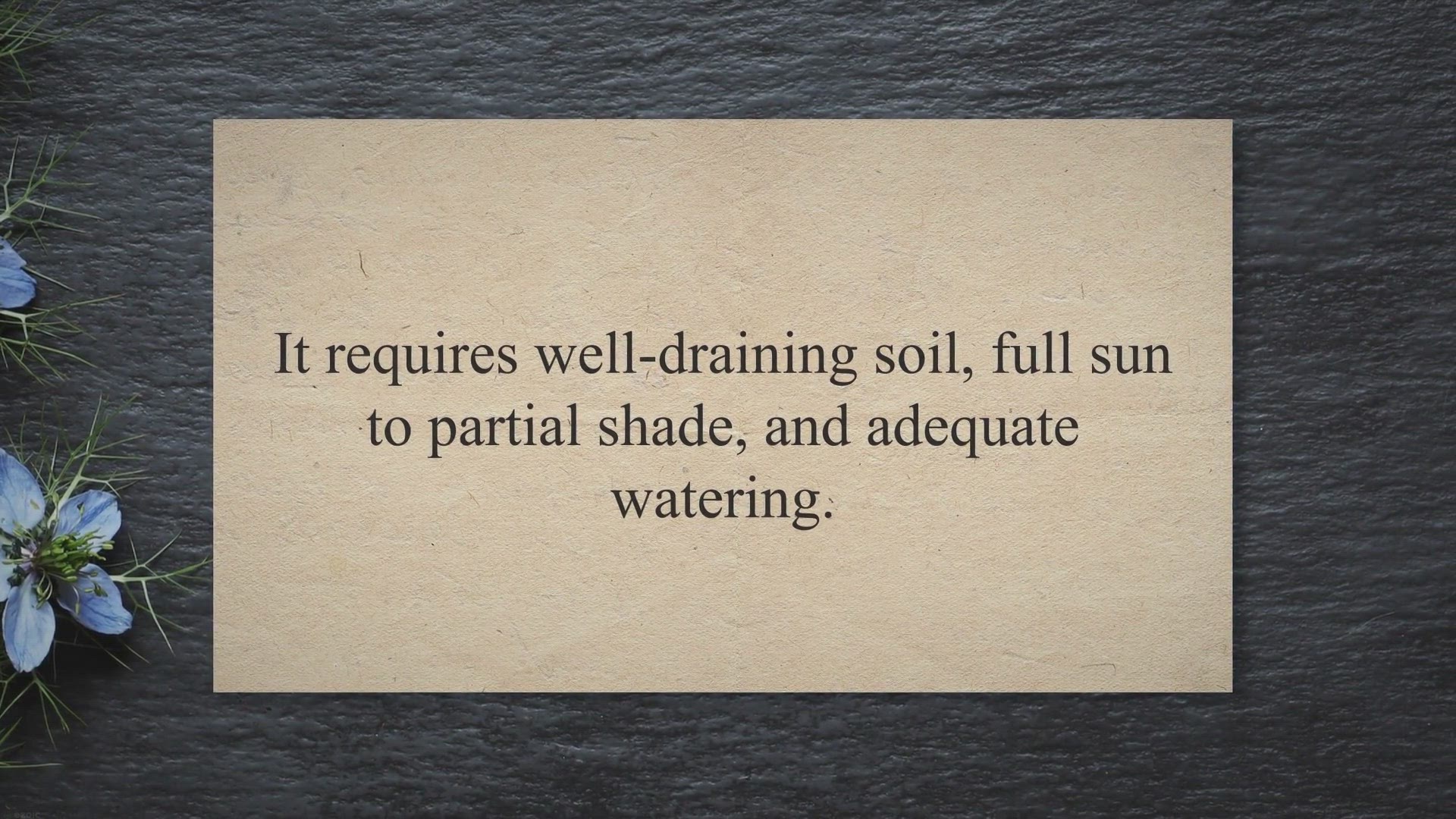 Video thumbnail for high noon tree peony