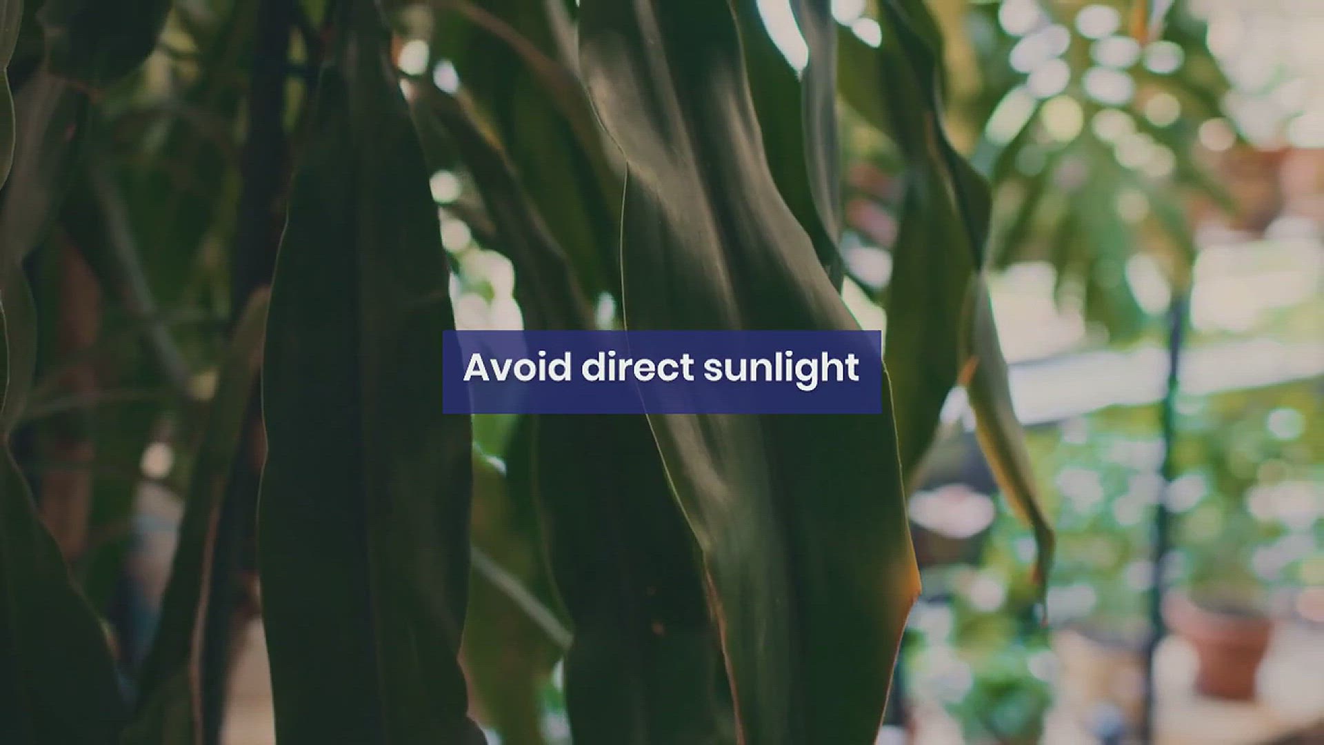 'Video thumbnail for How to Grow Sweetheart Plant Indoors'
