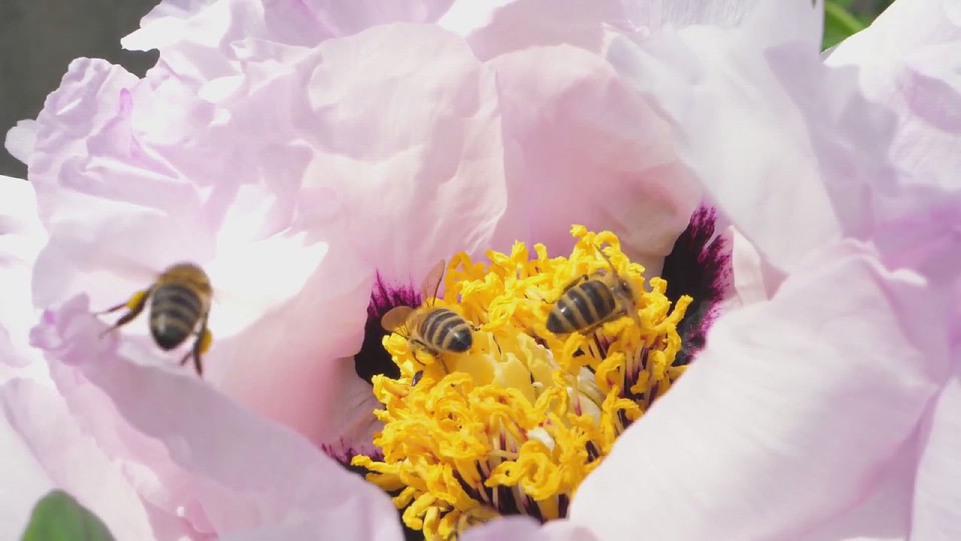 'Video thumbnail for How to Build a Garden that Bees Love'