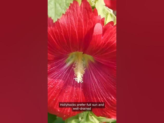 Video thumbnail for Hollyhocks  Flowers Growing Zone #flowers #zone #gardening
