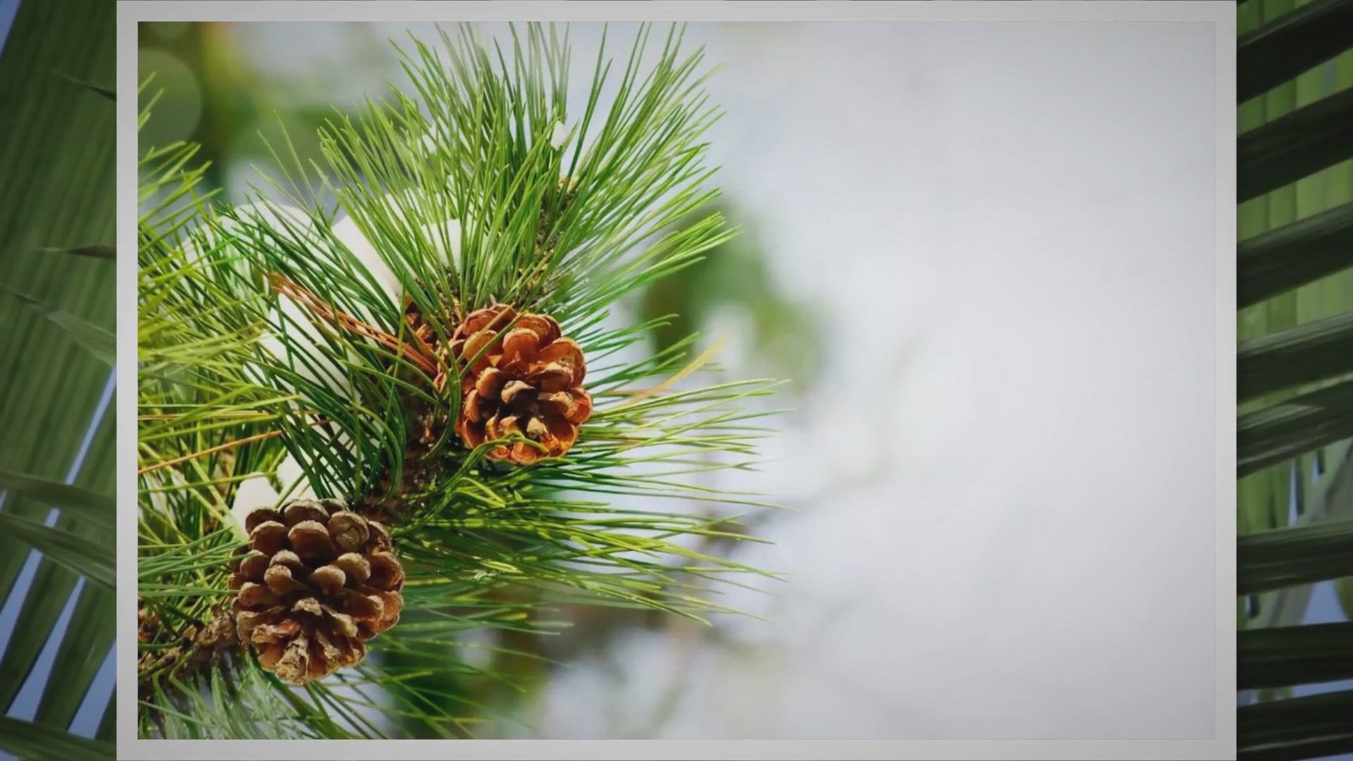 'Video thumbnail for 10 Mind-Blowing Ways to Utilize Palm Trees You Never Knew!'