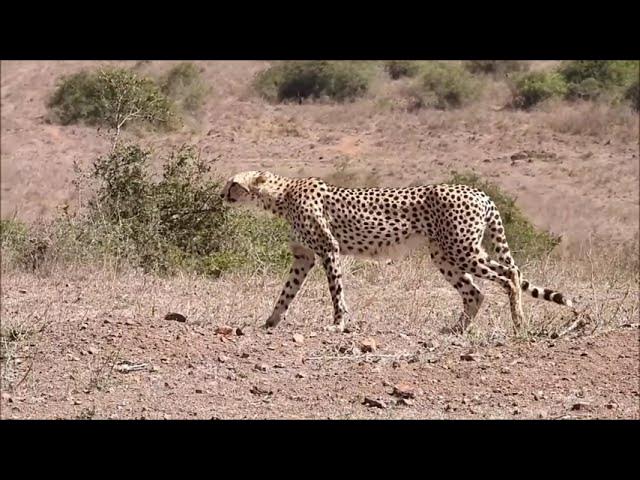 Video thumbnail for Interesting Facts about Cheetahs