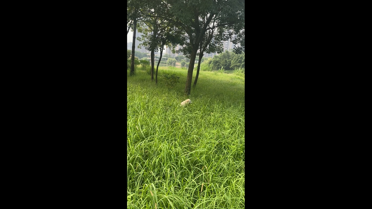 Video thumbnail for Happy Dog Bouncing Around a Grassy Field in Guangdong
