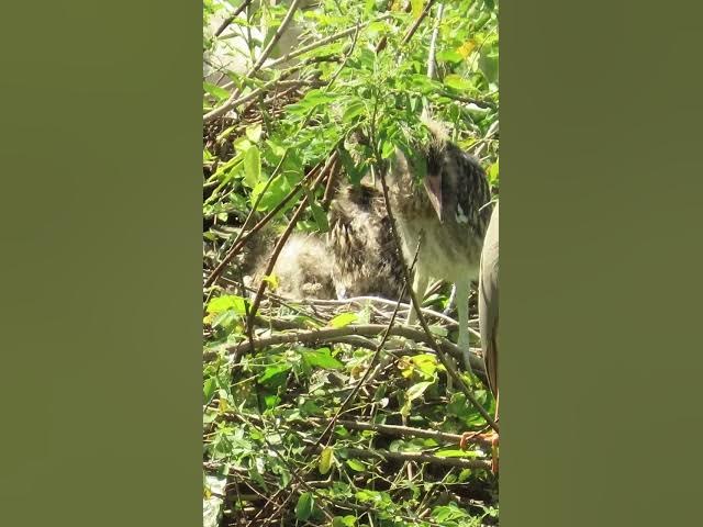 Video thumbnail for all baby birds sound at fields 1 3