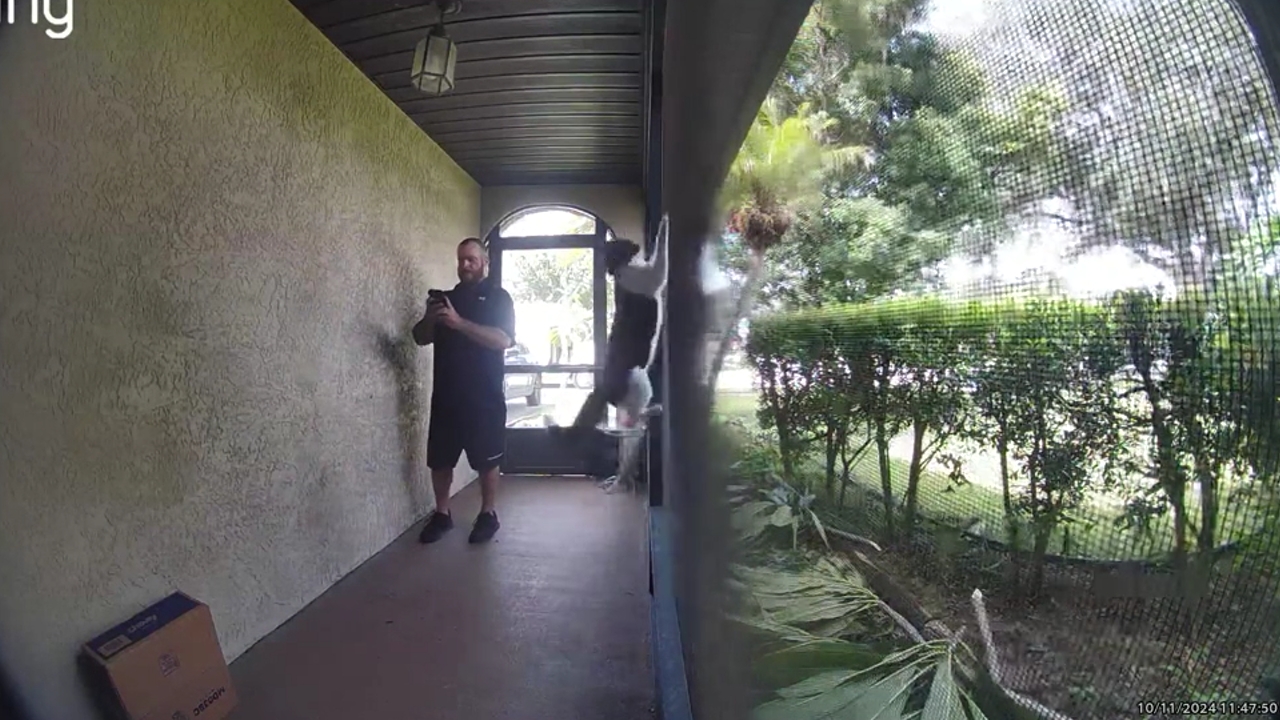 Video thumbnail for Deaf Cat Surprised by FedEx Delivery