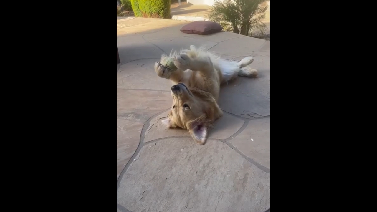 Video thumbnail for Labrador Finds a Funny New Way to Play With a Tennis Ball