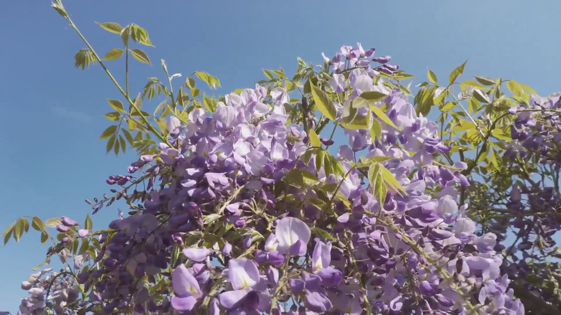 'Video thumbnail for How to Grow Alyssum Successfully in the Garden'