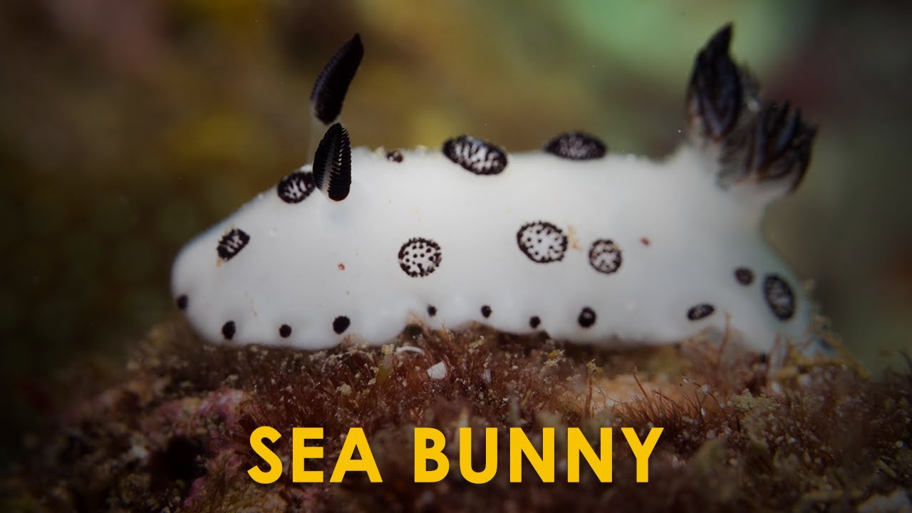 Video thumbnail for 10 Amusing Sea Creatures