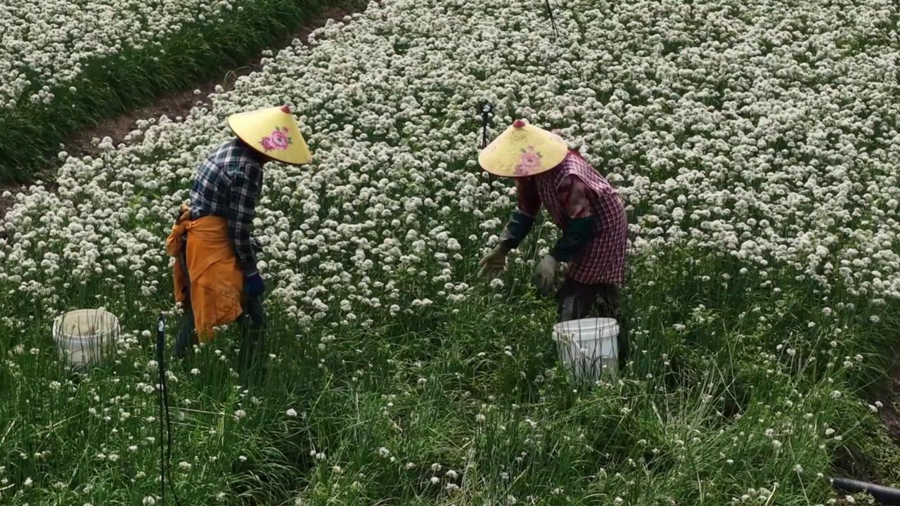 Video thumbnail for China: Leek Cultivation Field.