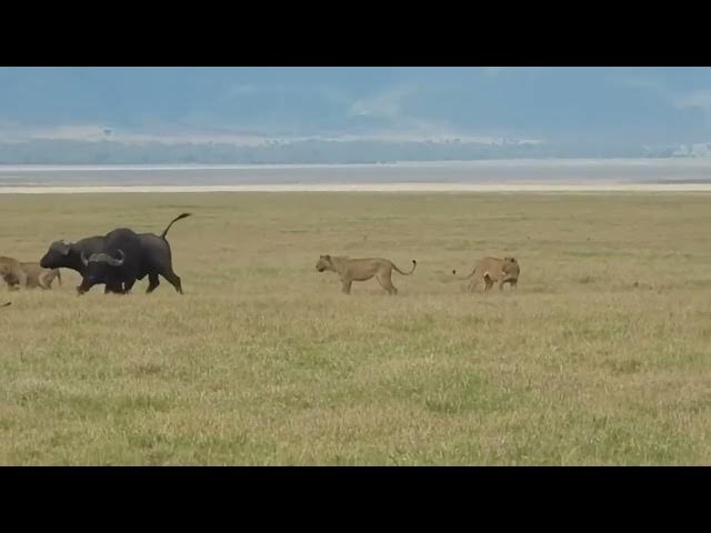 Video thumbnail for Lion vs Buffalo Standoff: Who Will Win?