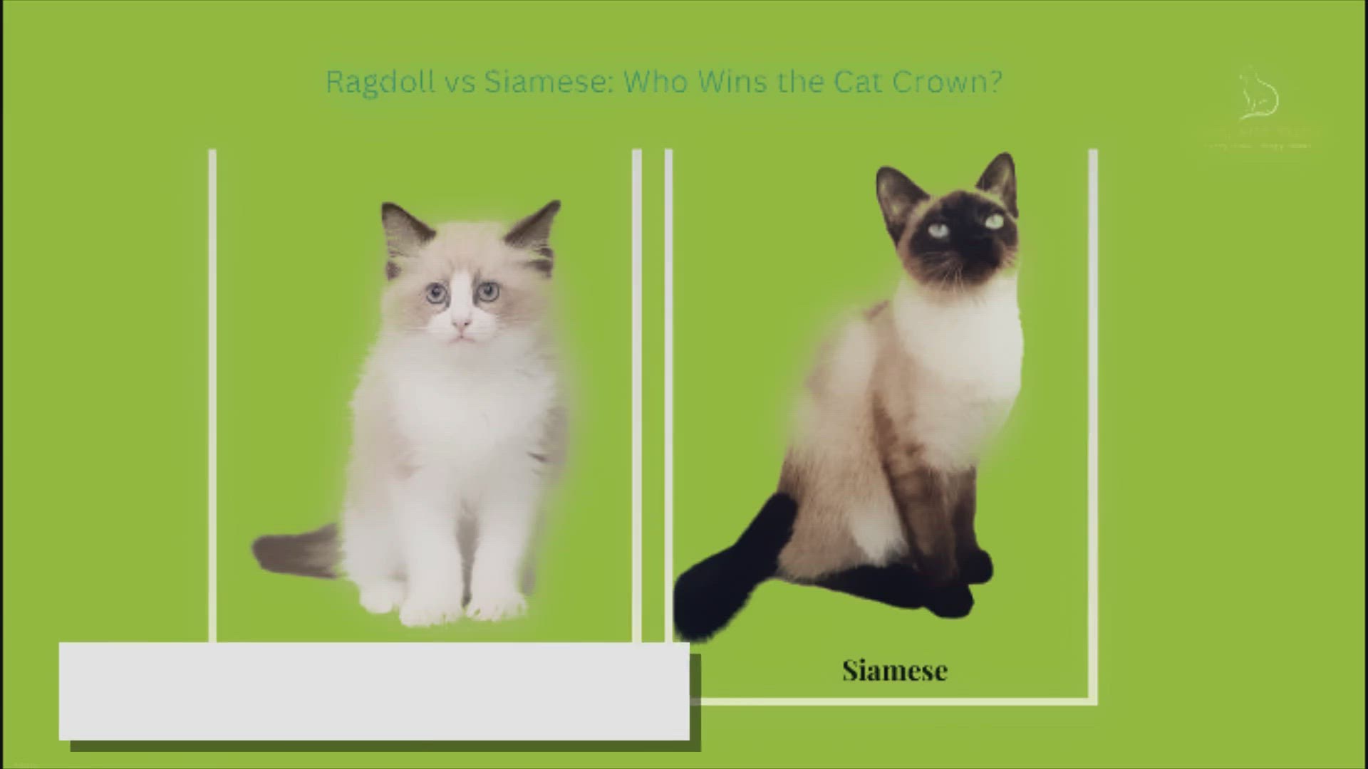 'Video thumbnail for Ragdoll vs Siamese: Who Wins the Cat Crown?'