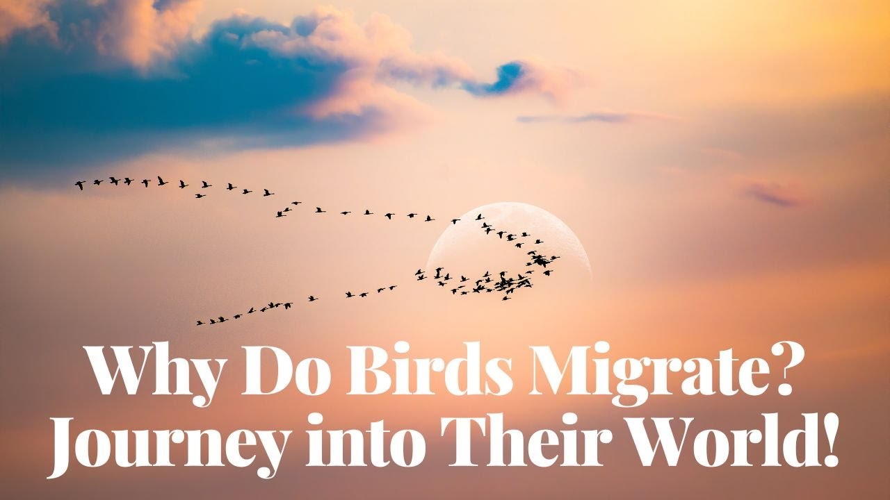 'Video thumbnail for Why Do Birds Migrate? Journey into Their World!'