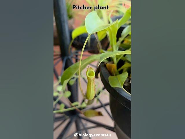 Video thumbnail for Carnivorous Plant || Structure of Nepenthes Pitcher