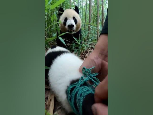 Video thumbnail for Hands Pulling Netting in a Dense Bamboo Thicket