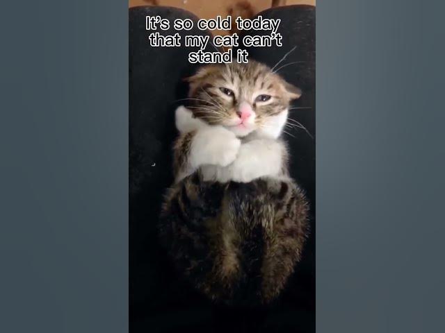 Video thumbnail for Cat has a cold and can't stand it #cat #catcold