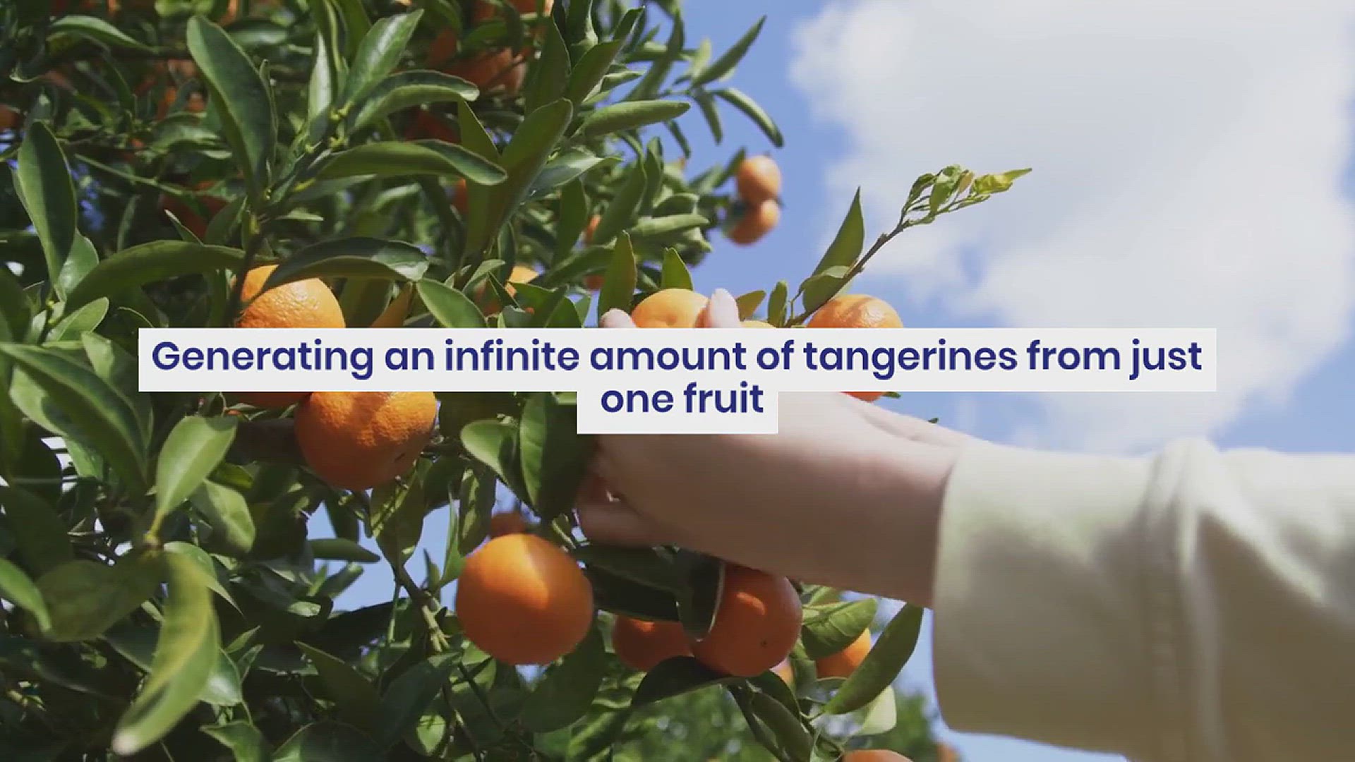 'Video thumbnail for How to Get Infinite Tangerines from Just One Fruit'