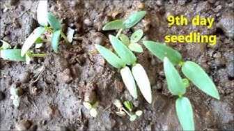 'Video thumbnail for Growing chilly plant from seeds / Growing Chilly pepper from seeds at home'