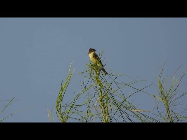 Video thumbnail for Swinging Eastern Phoebe