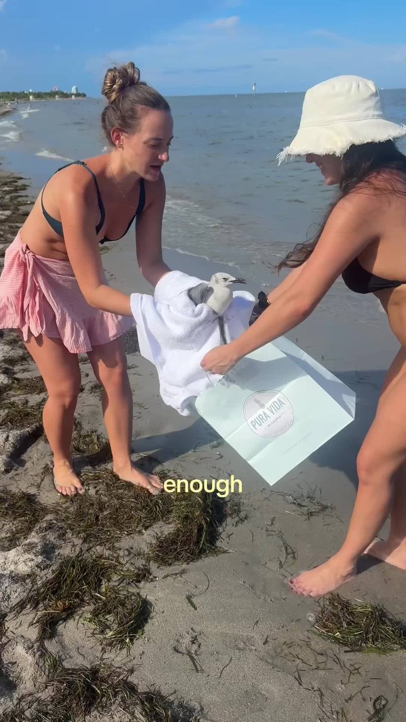 Video thumbnail for Rescuing an Injured Seabird on a Miami Beach