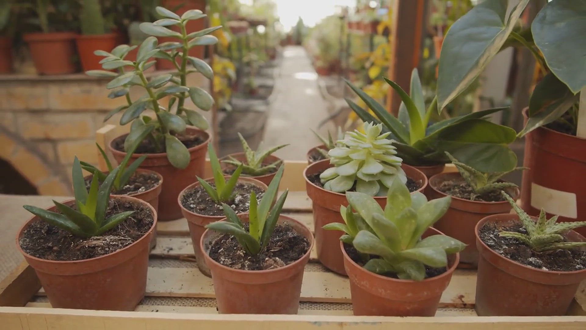 'Video thumbnail for How to Create a Timeless Terrarium'