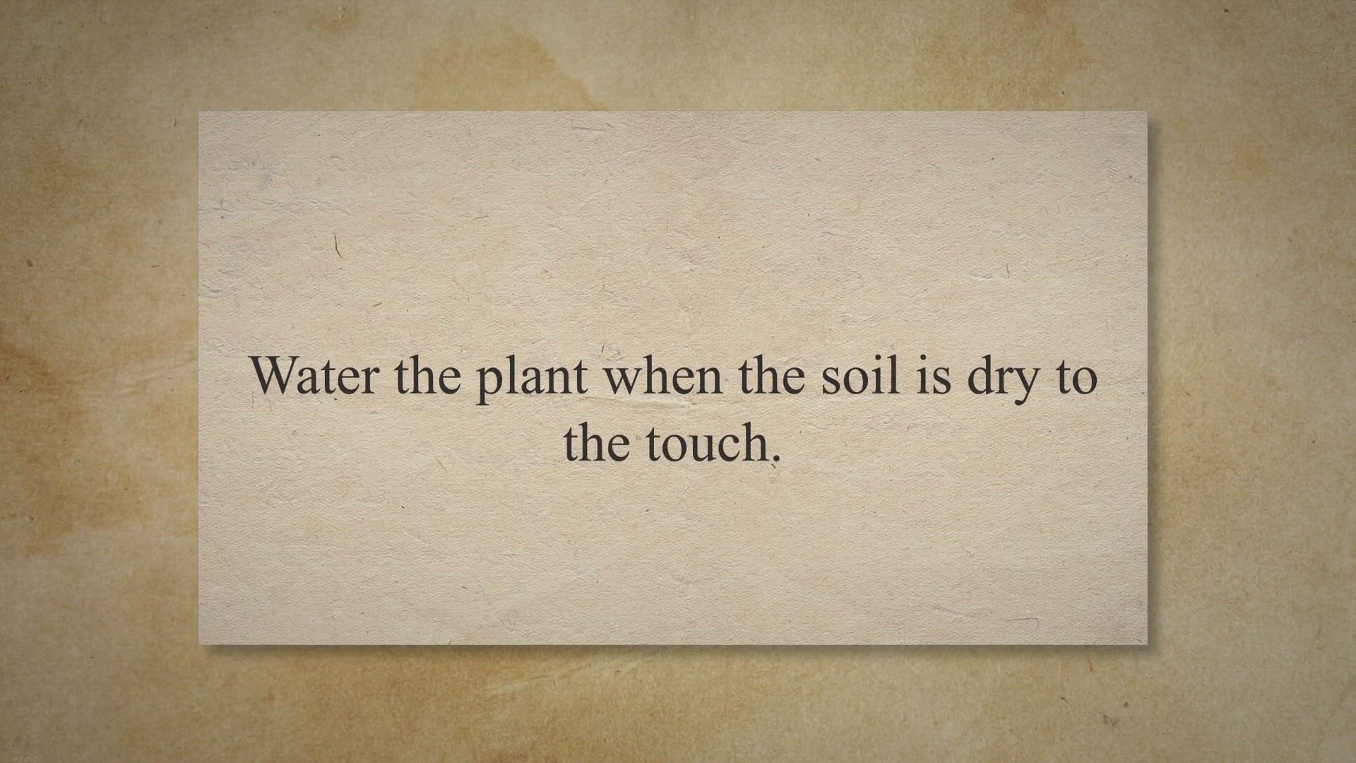 Video thumbnail for How to Water Money Plant in Soil