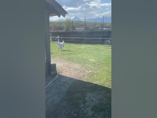 Video thumbnail for Pelikani në kopahtin zologjik "Ujku Trump" #animals #birds