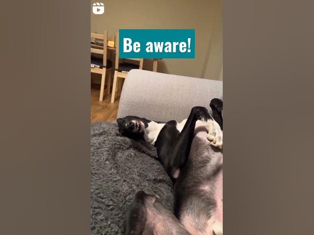 'Video thumbnail for #BeAware #DogAware #InfoDogs #cutestdogs #sleepydog'
