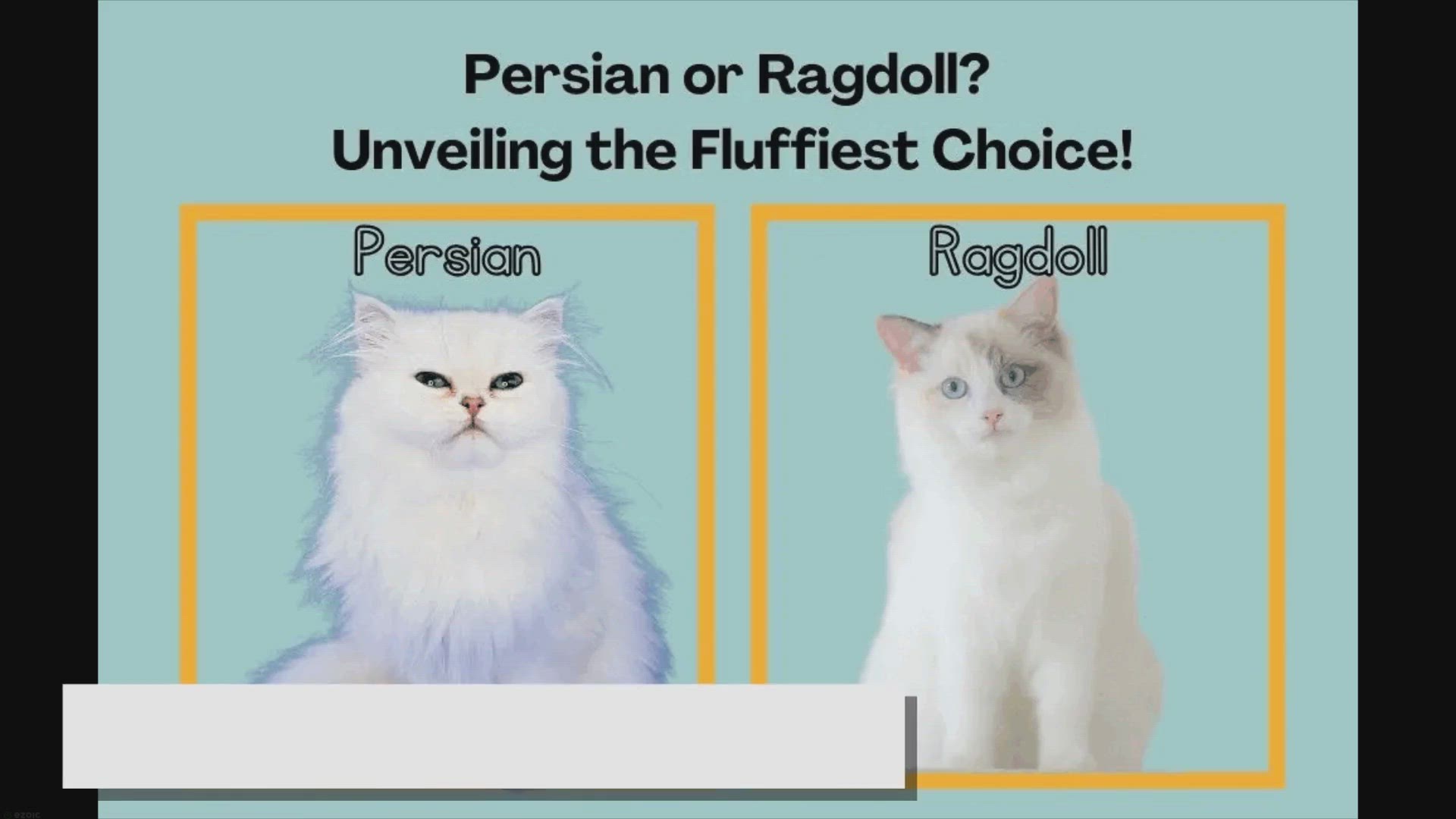 'Video thumbnail for Persian or Ragdoll? Unveiling the Fluffiest Choice!'
