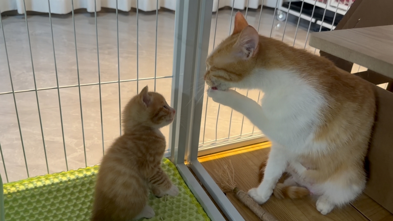Video thumbnail for Kitten Learns to Wash Its Face by Watching Mother Cat in Shaanxi
