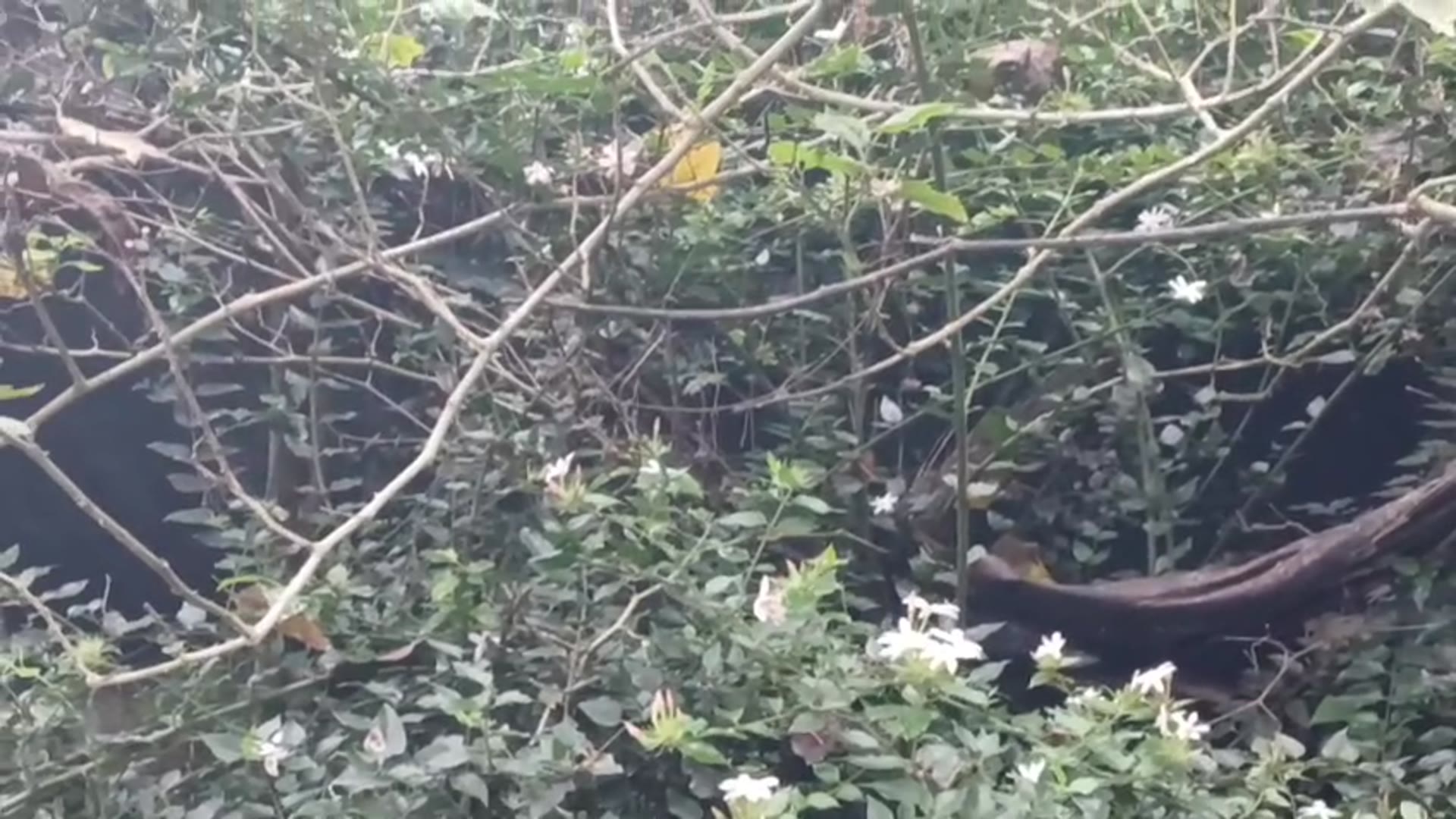 Video thumbnail for nature's gentle moment : butterflies and flowers