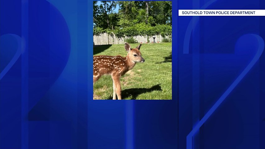 Video thumbnail for Police, wildlife rehabilitator rescue lost fawn in Southold