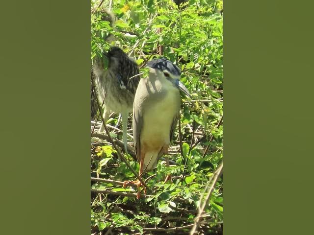 Video thumbnail for all baby birds sound at fields 1 6