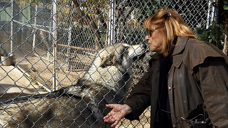 Video thumbnail for Meet the wolves brought by apartheid-era South Africa to brutalize natives