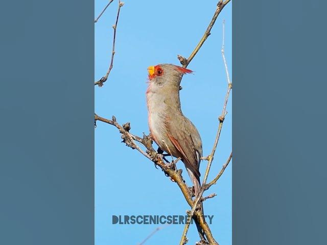 Video thumbnail for Pyrrhuloxia