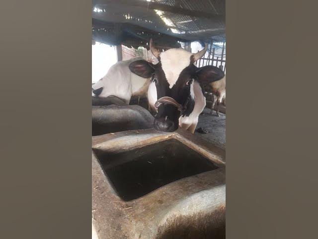 Video thumbnail for Cow#bast #short video #viral #youtube shorts