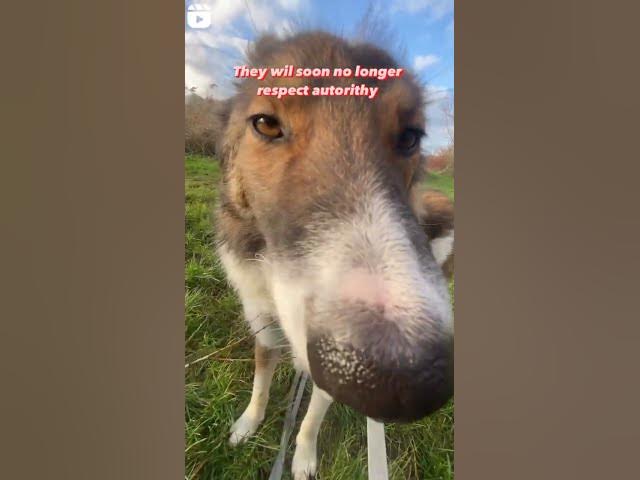 'Video thumbnail for Why your dog should never sleep in bed with you #dogblogger #happydogs #cutestdogs #bestdogs'
